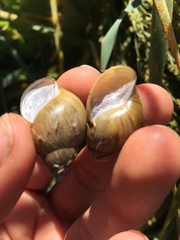 Plectostylus chilensis