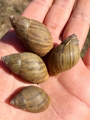 Plectostylus chilensis