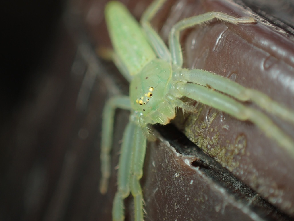 Okinawa's Green Crab Spider