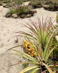 Bromelia