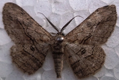 Hypomecis transcissa