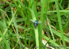 Sarconesiopsis magellanica