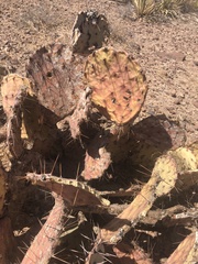 Opuntia gosseliniana