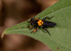 Lampria clavipes