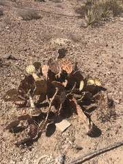 Opuntia gosseliniana