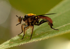 Lampria clavipes