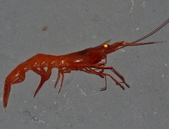 Hymenopenaeus