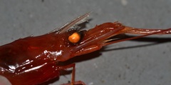 Hymenopenaeus