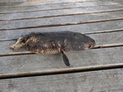 Channa aurolineata