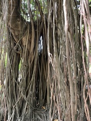 Ficus elastica