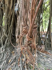 Ficus elastica