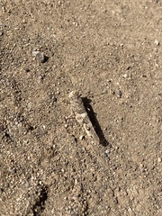 Trimerotropis ochraceipennis