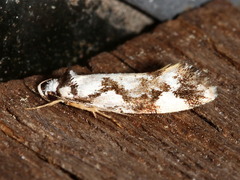 Machetis aphrobola