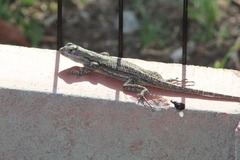 Sceloporus occidentalis