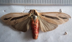 Creatonotos gangis-interrupta agg