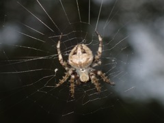 Neoscona menghaiensis