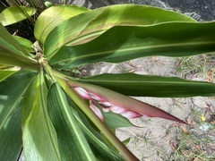 Alpinia zerumbet
