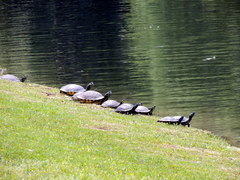 Trachemys scripta image