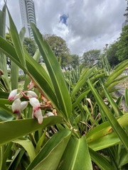 Alpinia zerumbet