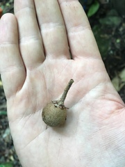 Sapotaceae