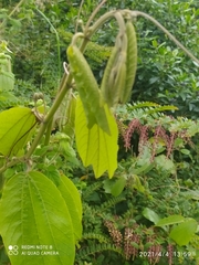 Passiflora alnifolia