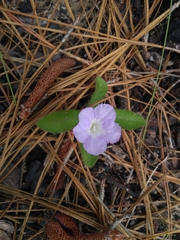 Ruellia ciliosa