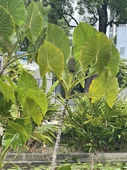 Montrichardia linifera