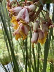 Alpinia zerumbet