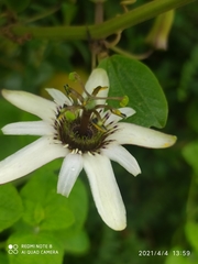 Passiflora alnifolia