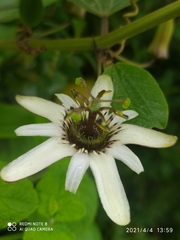 Passiflora alnifolia