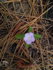Ruellia ciliosa