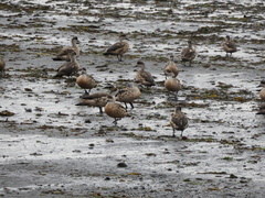 Lophonetta specularioides