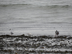 Chroicocephalus maculipennis