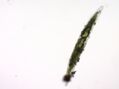 Closterium acerosum