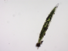 Closterium acerosum