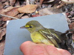 Vireo crassirostris