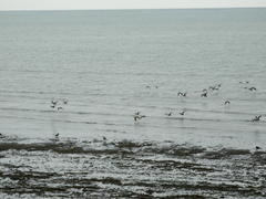 Lophonetta specularioides