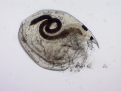 Chydorus