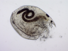 Chydorus