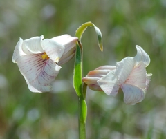 Fritillaria striata