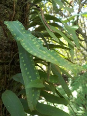 Polypodiopsida