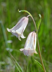 Fritillaria striata