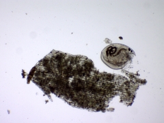 Chydorus