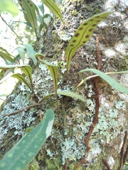 Polypodiopsida