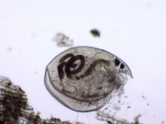 Chydorus