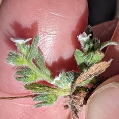 Plagiobothrys collinus californicus