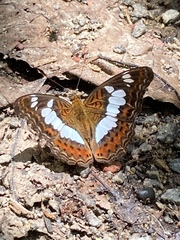 Moduza procris milonia