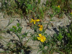 Deinandra pallida