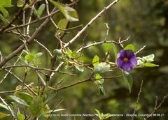 Lycianthes lycioides