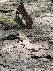 Moduza procris milonia